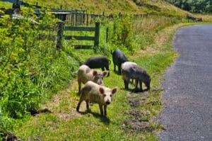 خنازير في نيوزيلندا. جلبها الأسترونيزيون الذين انتشروا عبر المحيط الهادئ. صورة توضيحية: depositphotos.com