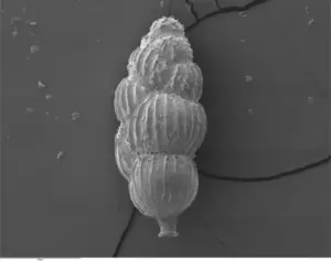 صورة مجهرية إلكترونية ماسحة للمنخربات القاعية Uvigerina peregrina، وهي إحدى الأنواع المستخدمة في هذه الدراسة. عُثر على العينة في رواسب تراكمت قبل حوالي 21,000 عام في أعماق مائية تبلغ حوالي 3 كيلومترات قبالة سواحل ولاية كارولاينا الشمالية. حقوق الصورة: جاك وارتون ومارك ستانلي