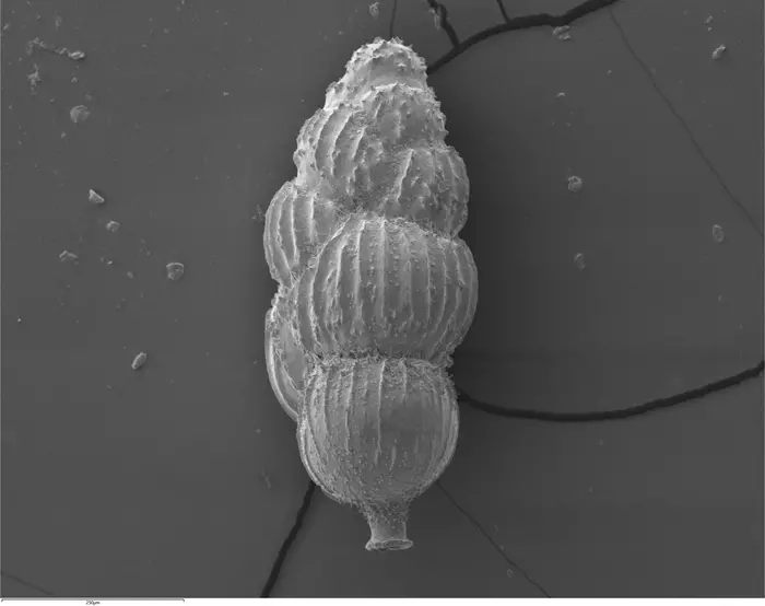 תמונת מיקרוסקופ אלקטרונים סורק של הפורמיניפר הבנתי Uvigerina peregrina, אחד המינים שנעשה בהם שימוש במחקר זה. הדגימה אותרה במשקעים שהצטברו לפני כ-21,000 שנה בעומק מים של כ-3 ק"מ מול חופי צפון קרוליינה. קרדיט Jack Wharton ו-Mark Stanley