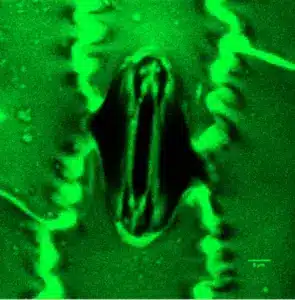 صورة مجهرية بؤرية لأوراق الفاوانيا أثناء قياس تبادل الغازات