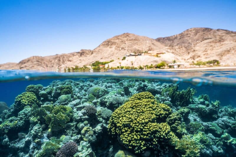 שונית אלמוגים במפרץ אילת. צילום: אוניברסיטת בר אילן