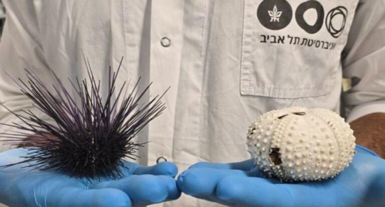 פרופ' עומרי ברונשטיין מאוני' ת"א מחזיק קיפודי ים מתים. צילום יחצ, אוניברסיטת תל אביב