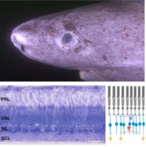 سمكة قرش غرينلاند. من دراسة نُشرت في مجلة Nature Communications، المجلد 17، العدد 1، الصفحة 39. https://doi.org/10.1038/s41467-025-67429-6