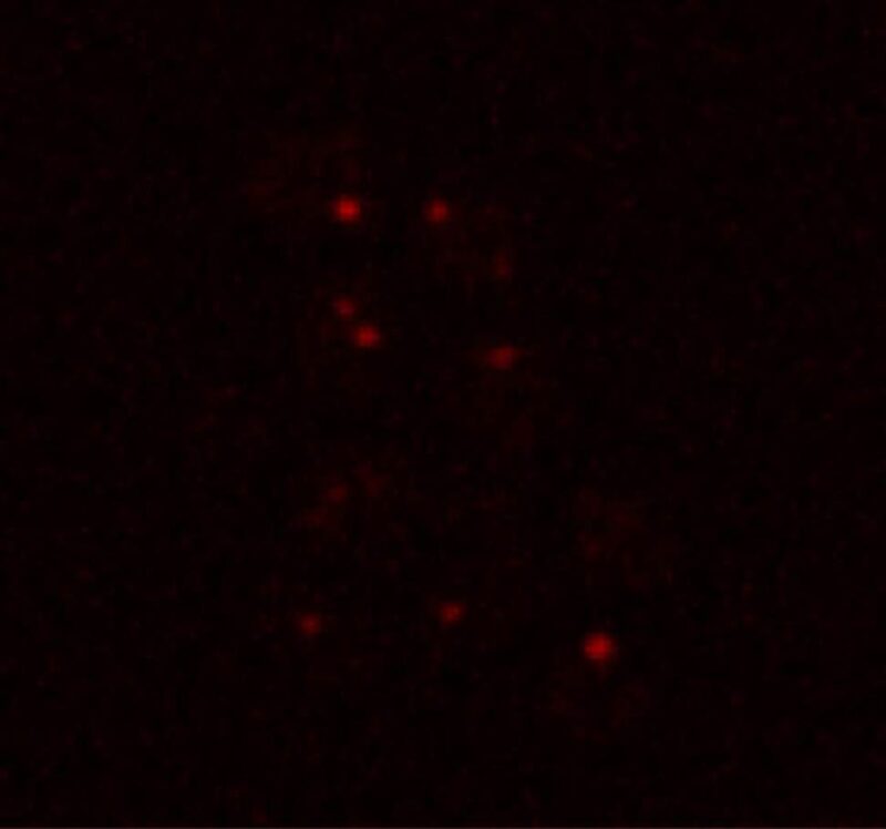 איסוף של תעביות ריבונוקלאופרוטאינים בתגובה לתנאי עקה דמויי מאדים. קרדיט: Dhage et al.