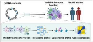الميتوكوندريا في الخلية: لا تقتصر وظيفتها على إنتاج الطاقة فحسب، بل تشمل أيضاً الإشارات التي توجه التعبير الجيني
