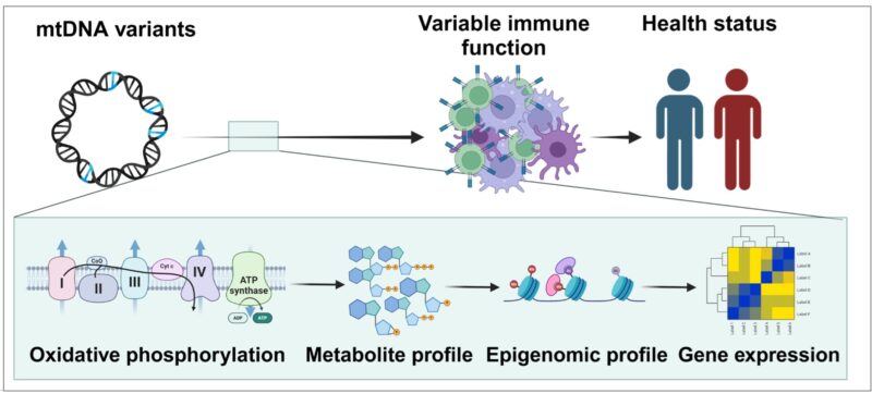 מיטוכונדריה בתא: לא רק ייצור אנרגיה, אלא גם איתותים שמכוונים ביטוי גנים