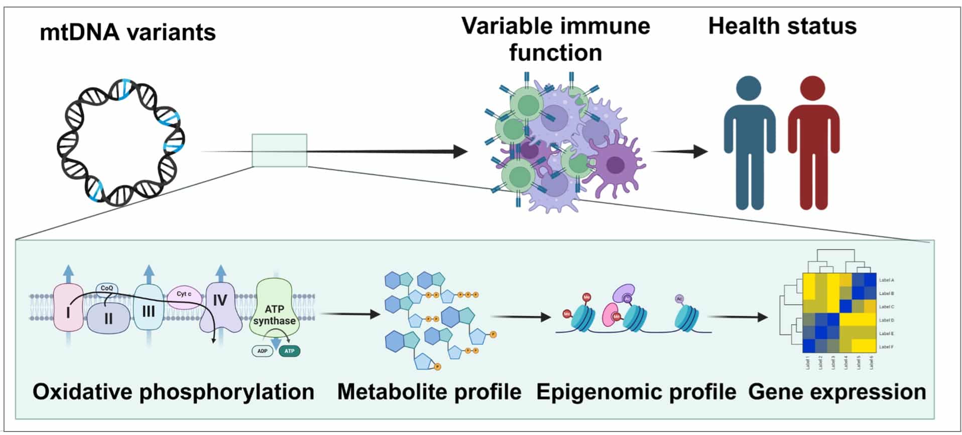 כשה- DNA המיטוכונדריאלי “מכוון” את מערכת החיסון