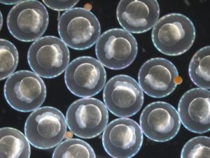 أجنة سمك الزيبرا في الساعات الأولى بعد الإخصاب - نموذج شفاف يسمح لنا بدراسة كيفية تأثير درجة الحرارة على "معدل" النمو والتحكم في الحمض النووي الريبوزي (RNA). الصورة: تاليا راتزين