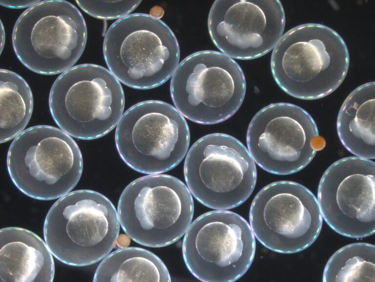 עוברי דג זברה בשעות הראשונות אחרי ההפריה – מודל שקוף שמאפשר לבדוק כיצד שינוי טמפרטורה משנה את “קצב” ההתפתחות ואת בקרת הרנ״א. צילום: טליה רצין