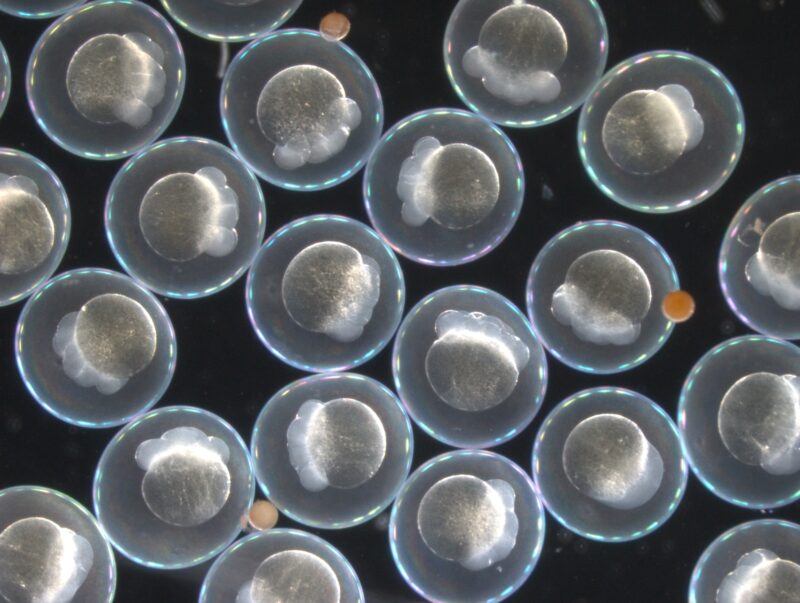 עוברי דג זברה בשעות הראשונות אחרי ההפריה – מודל שקוף שמאפשר לבדוק כיצד שינוי טמפרטורה משנה את “קצב” ההתפתחות ואת בקרת הרנ״א. צילום: טליה רצין