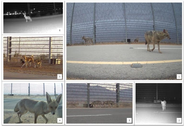 יונקים שהשתמשו במעברים. צולם במצלמת שביל.