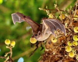 خفافيش الفاكهة. تصوير: البروفيسور يوسي يوفال، جامعة تل أبيب