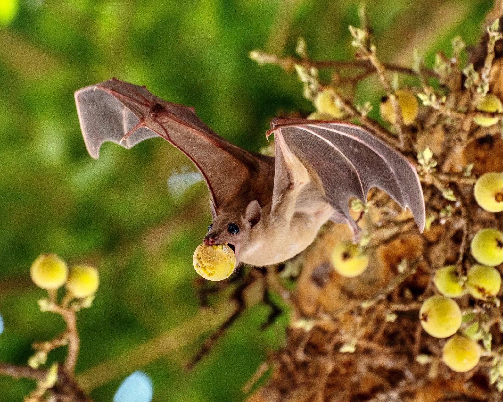 מחקר: חוויות הילדות קובעות את נועזות העטלפים בטבע