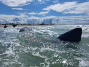 قرش الحوت على شاطئ زيكيم (صورة: ماتان بنديكت، جمعية ديلفيس)