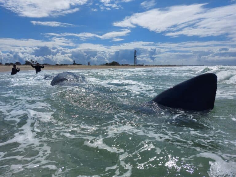 לוויתן ראשתן בחוף זיקים (צילום: מתן בנדיקט, עמותת דלפיס)