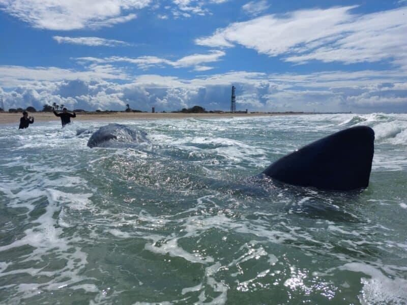 לוויתן ראשתן בחוף זיקים (צילום: מתן בנדיקט, עמותת דלפיס)