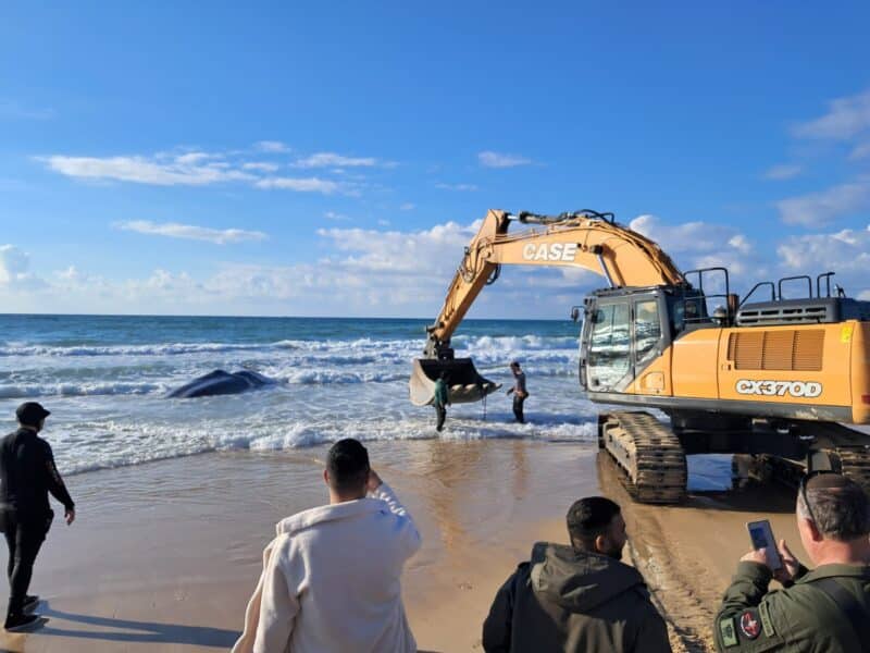 מציאת לוויתן ראשתן בחוף זיקים (צילום: ד”ר דני מוריק)