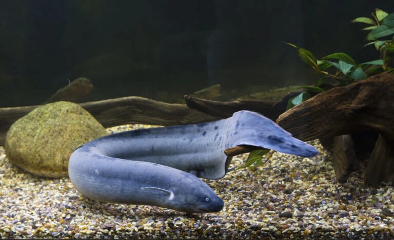 דג ריאות דרום אמריקני בן תקופתנו. המחשה: depositphotos.com