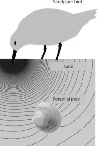 نظرة عامة على الإعداد التجريبي للكشف اللمسي في ركيزة حبيبية. (أ) إعداد تجريبي بشري، يوضح إصبع مشارك يغرف الرمل في صندوق مملوء بالرمل، مع شريط LED يوجه مسار الحركة ومكعب مدفون في مواقع ثابتة. (ب) إعداد تجريبي روبوتي، يتضمن ذراع UR5 مزودًا بمستشعر لمسي ومكعبًا مدفونًا في الرمل. (ج) رسم تخطيطي لعملية الغرف. المصدر: جامعة كوين ماري بلندن.