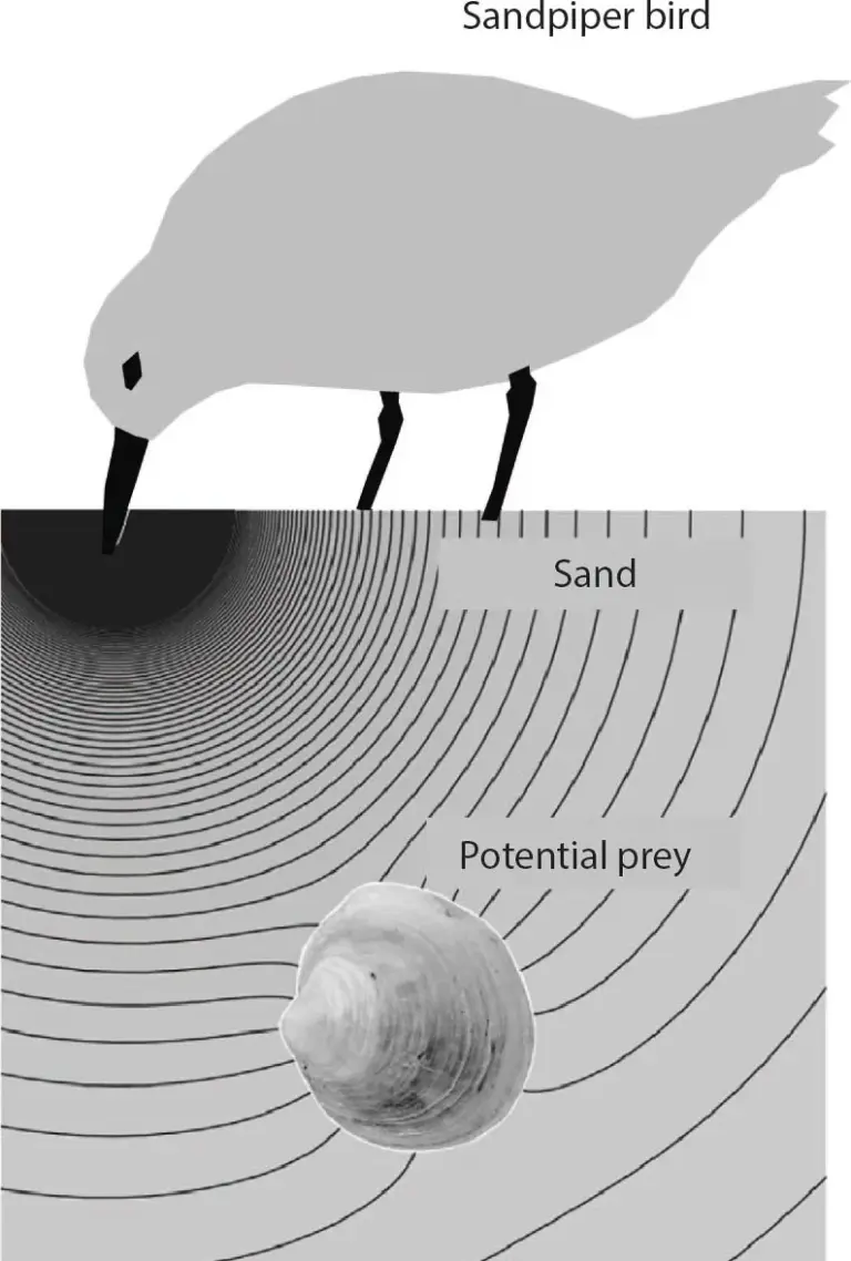 סקירה כללית של מערך הניסוי לזיהוי מישושי במצע גרגירי. (א) מערך ניסוי בבני אדם, שבו נראית אצבע של משתתף גורפת חול בתוך קופסה מלאה חול, עם פס LED שמנחה את מסלול התנועה וקובייה קבורה במיקומים קבועים. (ב) מערך ניסוי רובוטי, הכולל זרוע UR5 עם חיישן מישוש וקובייה קבורה בחול. (ג) תרשים סכמטי של תהליך הגריפה. קרדיט: אוניברסיטת קווין מרי בלונדון.