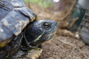 سلحفاة الماء ذات الأذنين الحمراوين. المصدر: جامعة تل أبيب