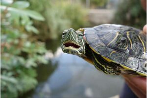 سلحفاة الماء ذات الأذنين الحمراوين. المصدر: جامعة تل أبيب