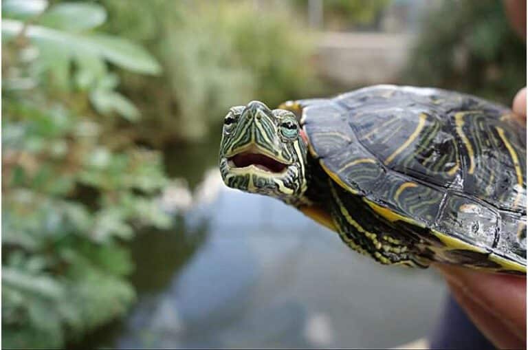 צב מחליק אדום־אוזן – צב מים. קרדיט: אוניברסיטת תל אביב