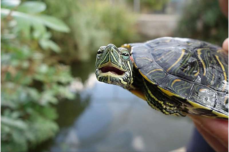צב מחליק אדום־אוזן – צב מים. קרדיט: אוניברסיטת תל אביב
