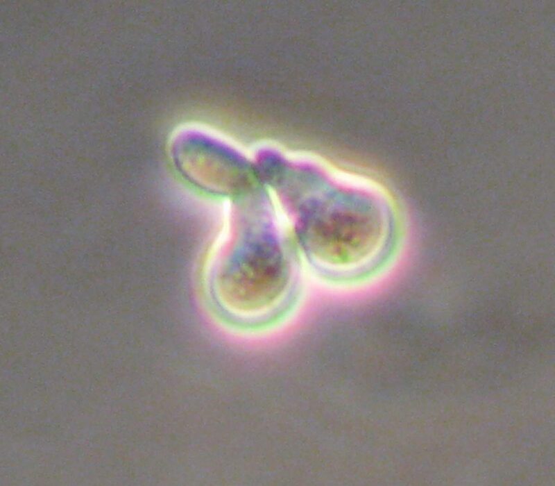 שמר הקולט פרומונים של המין הנגדי מגדל בליטה לכיוונו – תהליך שזכה לכינוי "Shmooing". כאשר בליטות של זוג תאים נוגעות הם מתמזגים ליצירת תא אחד המכיל את החומר הגנטי של שניהם / קרדיט: Pilarbini