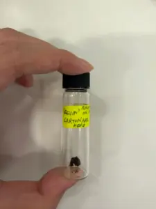 تُظهر الصورة إحدى عينات المومياء، بحجم حبة فلفل، المستخدمة في الدراسة. حقوق الصورة: جامعة بريستول