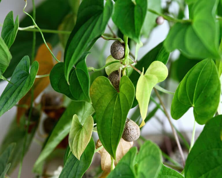 צמח יאם סיני, עם בצלצלים דמויי פירות. המחשה: depositphotos.com