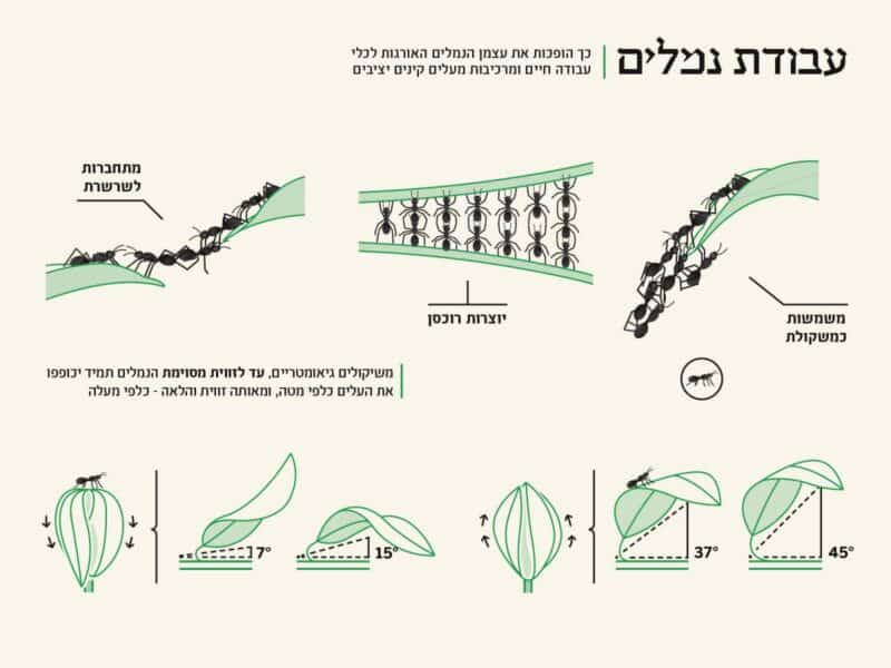 אינפוגרפיקה: מכון ויצמן למדע