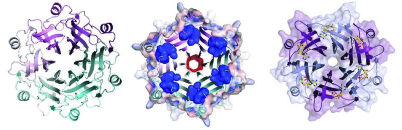 משפחת חלבוני ספוג שהתגלתה במחקר וזכתה לשם Lockin. משמאל – המבנה הסכמטי של מולקולת Lockin כפי שנחזה על-ידי כלי הבינה המלאכותית AlphaFold. במרכז – חתך המציג שישה "כיסים" בחלבון הספוג; המדענים חזו כי ביכולתו של כל כיס לספוג לקרבו מולקולה חיסונית חיידקית. מימין – פענוח קריסטלוגרפיה של מבנה החלבון לאחר שספג אל קרבו את המולקולות החיסוניות בהתאם לתחזית