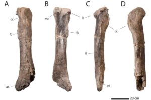 عظمة قصبة الساق NMMNH P-25085 من تكوين كيرتلاند في نيو مكسيكو. ووفقًا للدراسة، قد تنتمي إلى ديناصور تيرانوصور عملاق يبلغ عمره حوالي 74 مليون سنة، وهو سلف مبكر لسلالة التيرانوصور ركس.