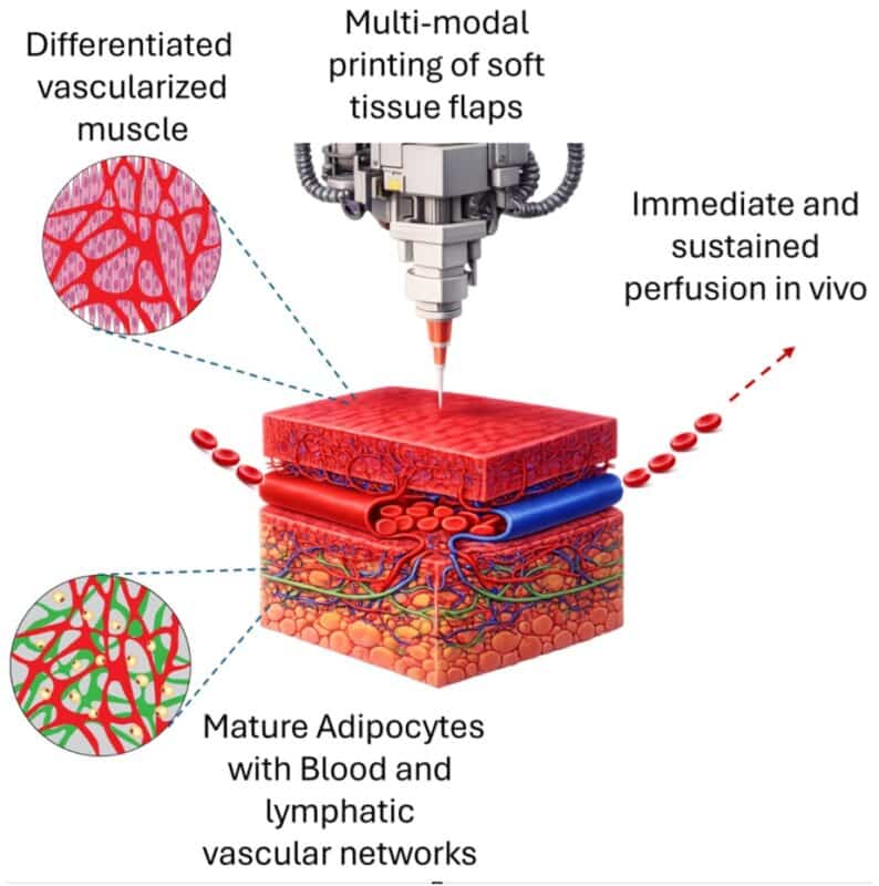 בתקציר הגרפי, מהפינה השמאלית למטה ובכיוון השעון: רקמה שריר המכילה תאים בוגרים ורשתות דם; רקמת שומן המכילה רשתות כלי דם ולימפה; הדפסה של מתלים אלה; והזנה  מיידית של המתלה על ידי הרקמה ה"מארחת". באדיבות מעבדתה של פרופ' שולמית לבנברג