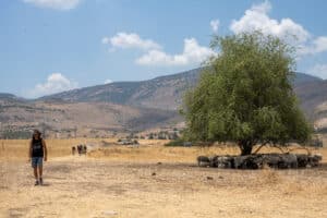 Bnei Zammano shepherds at Tel Hazor. Credit: Ben Siegel, courtesy of Ohio University and the Lower City of Hazor Excavations.
