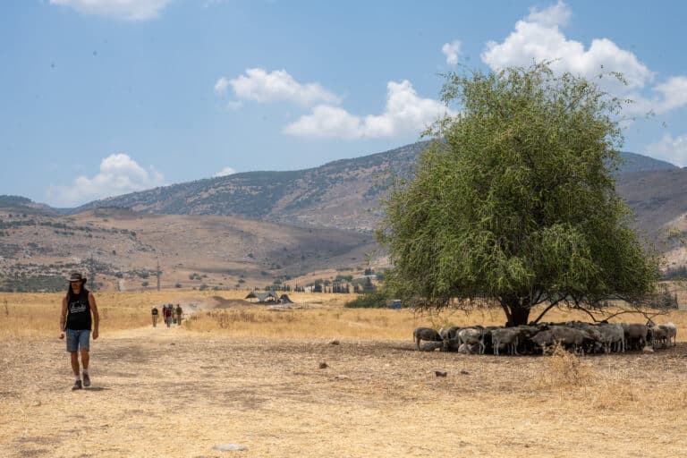 רועים בני זממנו בתל חצור. קרדיט: בן סיגל, באדיבות אוניברסיטת אוהיו וחפירות העיר התחתית בחצור