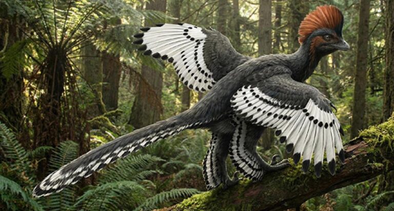 ancheornis. איור: אוניברסיטת תל אביב