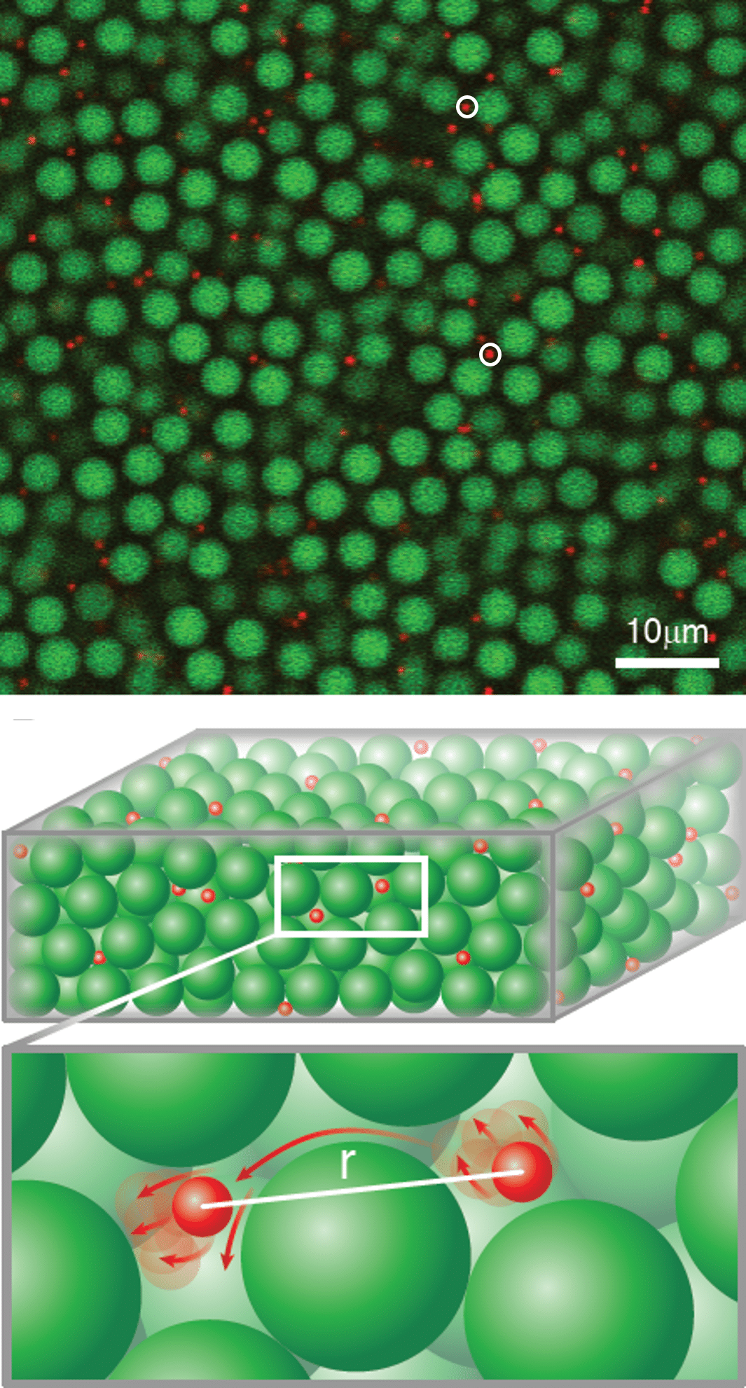 תגלית מדעית שופכת אור על תעלומת מעבר הזכוכית