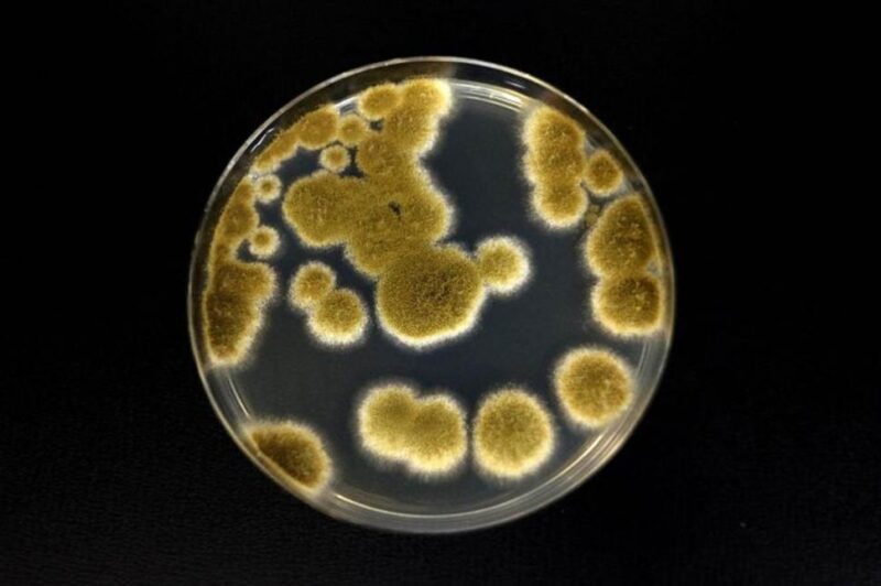 Aspergillus calidoustus בצלחת פטרי לאחר שגודלה חמישה ימים בטמפרטורה של 30 מעלות צלזיוס