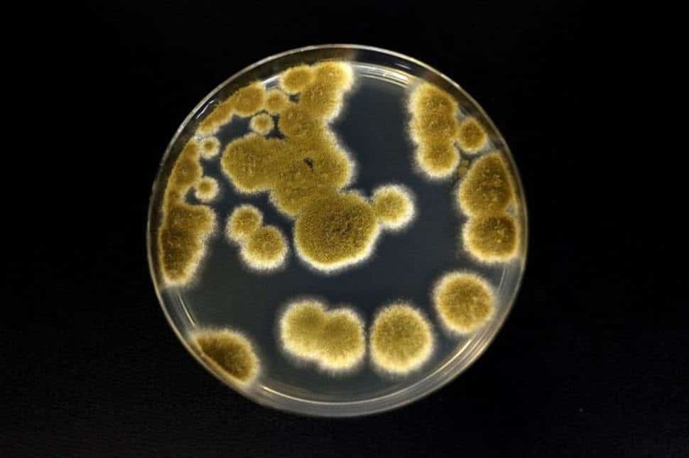 FUNGUS 完売間近！！ A fungus from NASA's clean rooms managed to survive conditions