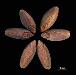 גרגירי חיטה מתקופת הברזל, תמנע, חפירות פרופ׳ ארז בן יוסף, אוניברסיטת תל-אביב. צילום: המעבדה לבוטניקה ארכיאולוגית, אוניברסיטת בר אילן.