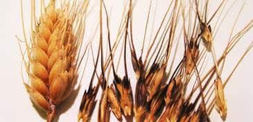 חיטת בר, שזכתה לכינוי "אם החיטה", ומתאפיינת בשיבולים בעלות מלענים שחורים, גדלה בבית הגידול הטבעי שלה בגליל, בסמוך לאתר הארכיאולוגי אוהלו II שעל שפת הכנרת, שבו נמצאה העדות הקדומה ביותר לצריכת חיטת בר ודגני בר אחרים בידי בני אדם שחיו במקום לפני כ-23 אלף שנים.