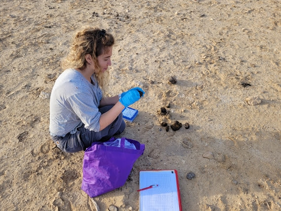 מחקר בנגב: נקודות מים חדשות שיפרו את המגוון הגנטי של הפראים