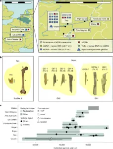 The archaeological sites in Belgium and France from which the Neanderthal remains were collected, along with bones identified by DNA as belonging to those individuals and their estimated age. Source: Bossoms Mesa et al., Nature, 2026. Maps created using Natural Earth. Photographs of the remains Spy 94a and Spy 8: Royal Belgian Institute of Natural Sciences, CC BY 4.0. Other images adapted from sources listed in the article, CC BY 4.0.
