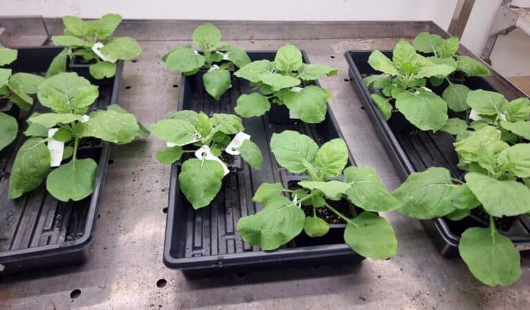 ניקוטיאנה בנת'מיאנה (Nicotiana benthamiana), קרוב משפחתו של הטבק המשמש במעבדות מחקר. החוקרים לימדו אותו לייצר קוקטייל ביולוגי של חומרים פסיכדליים. קרדיט: מכון ויצמן למדע