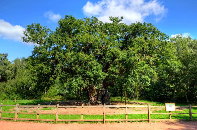 עץ האלון העתיק Major Oak ביער שרווד, נוטינגהמשייר, בריטניה, בימים טובים יותר. <a href="https://depositphotos.com">אילוסטרציה: depositphotos.com</a>