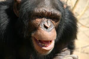 An ape in the wild laughs.