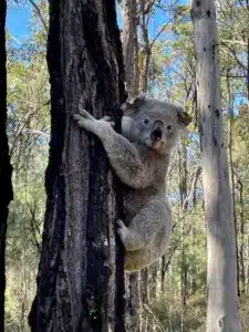 Koala in a eucalyptus tree. New genomic research shows that the major decline in koala populations began about 100 years ago, before humans arrived in Australia. Credit: Enhua Lee / University of Sydney