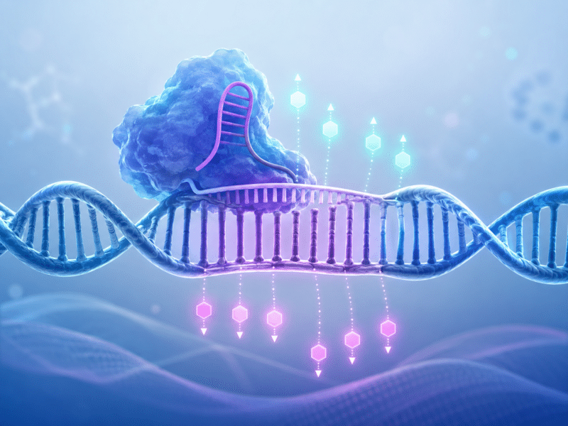 An illustration of epigenome editing: A CRISPR-guided system binds to a specific region of DNA and changes chemical marks that affect gene activity, without cutting the genetic sequence itself.